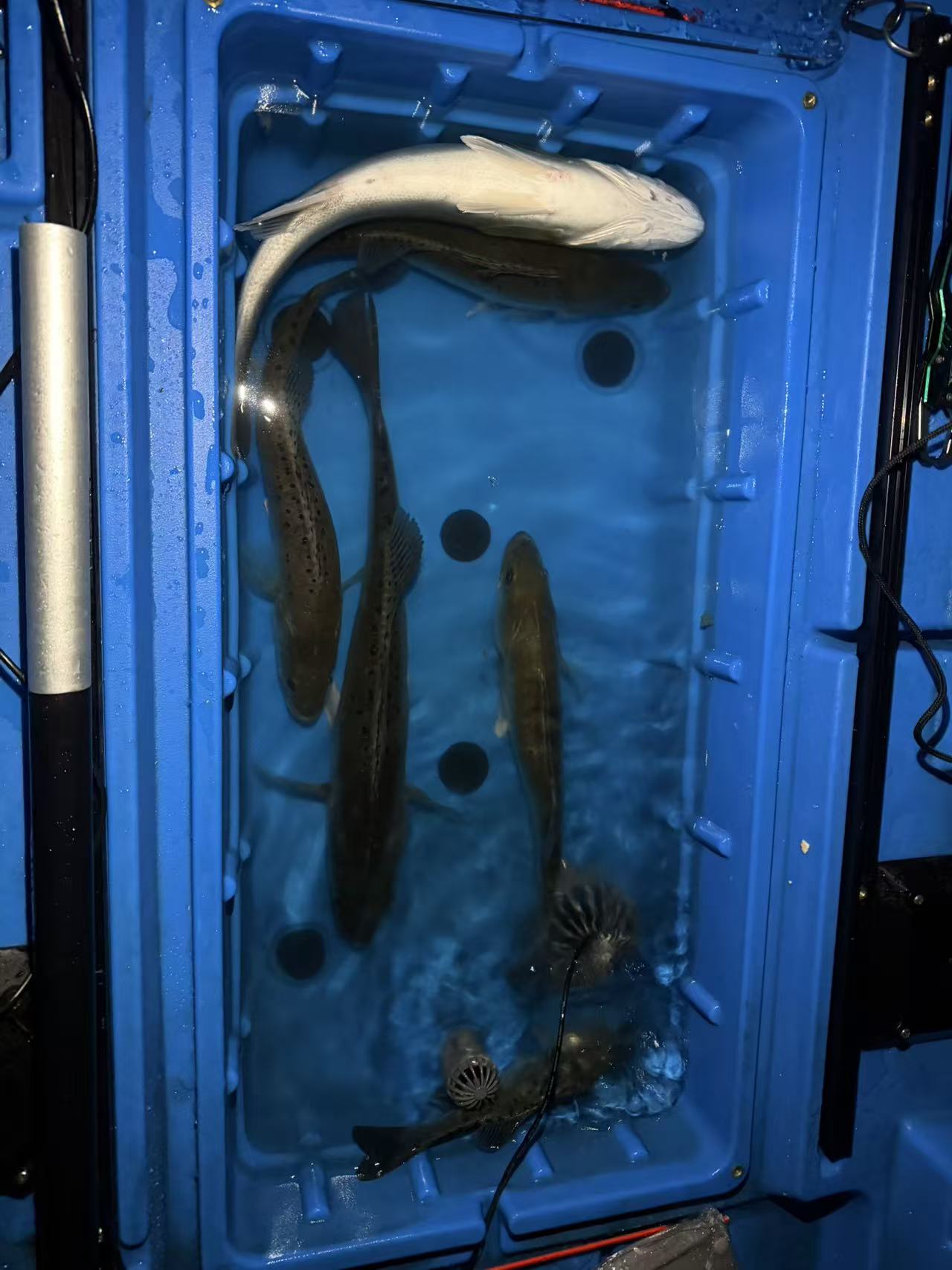 Modular fishing kayak with livewell(preorder)